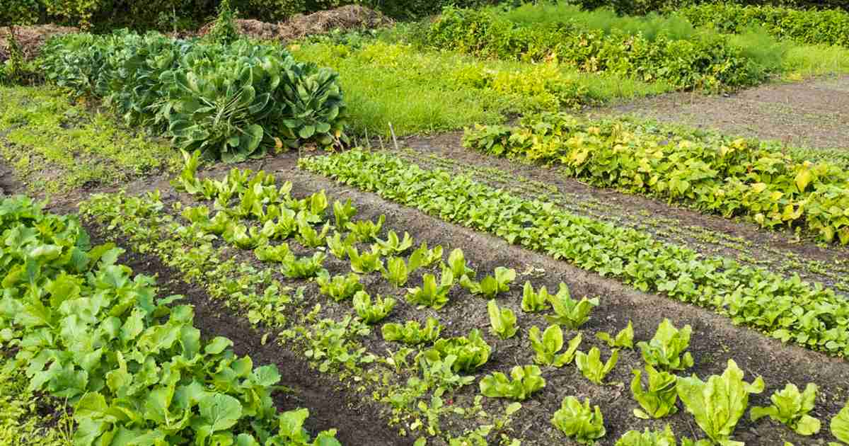 
		                       The Importance of Crop Rotation In Agriculture