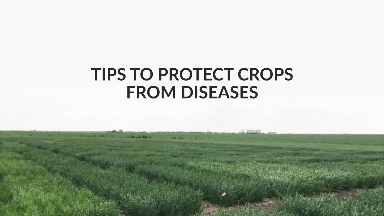 
		                       Tips To Protect Crops From Diseases