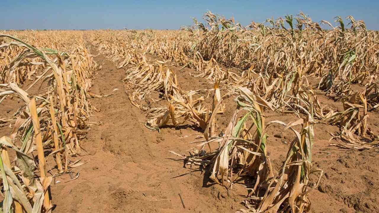 
		                       Climate Change And Its Impact On Agriculture
