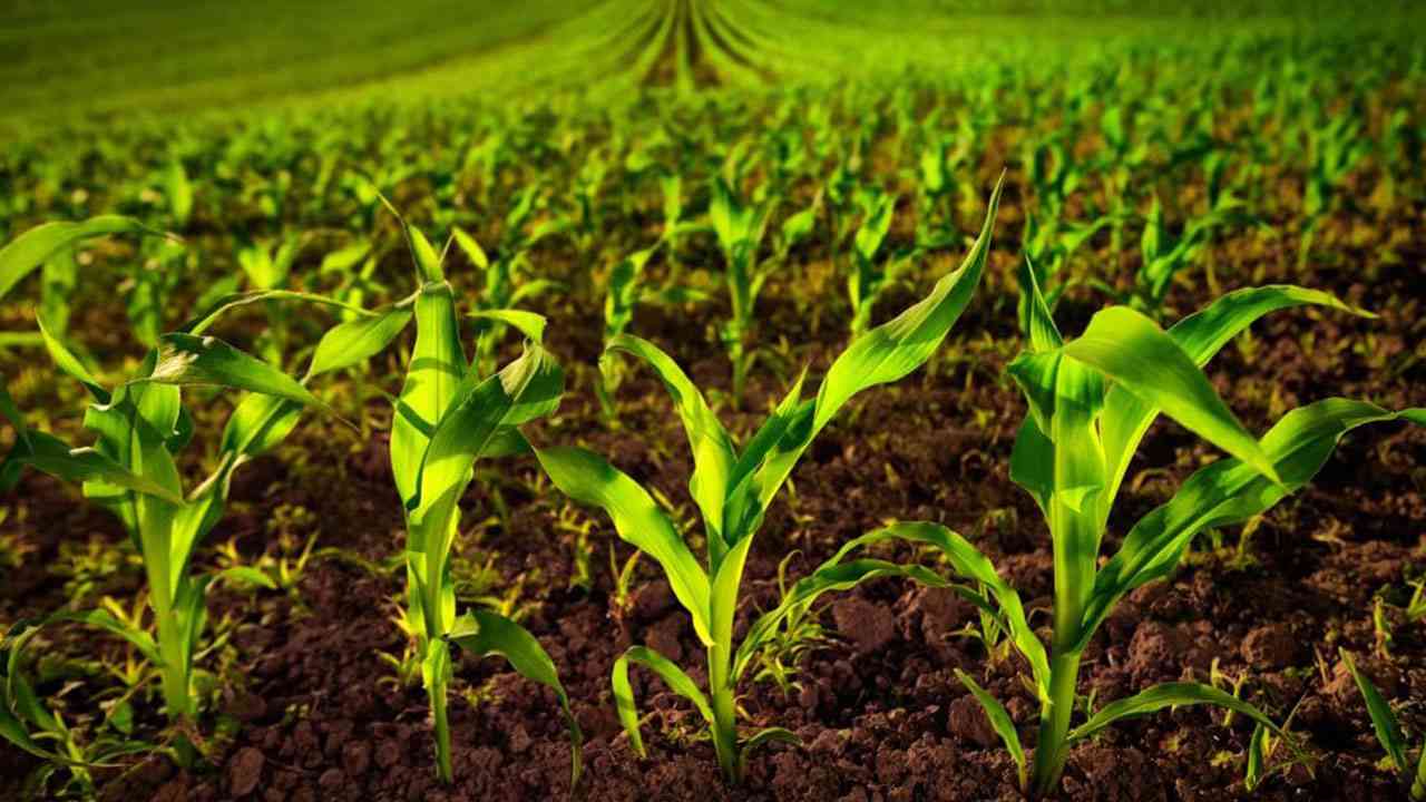 
		                       The Importance Of Soil Health In Agriculture