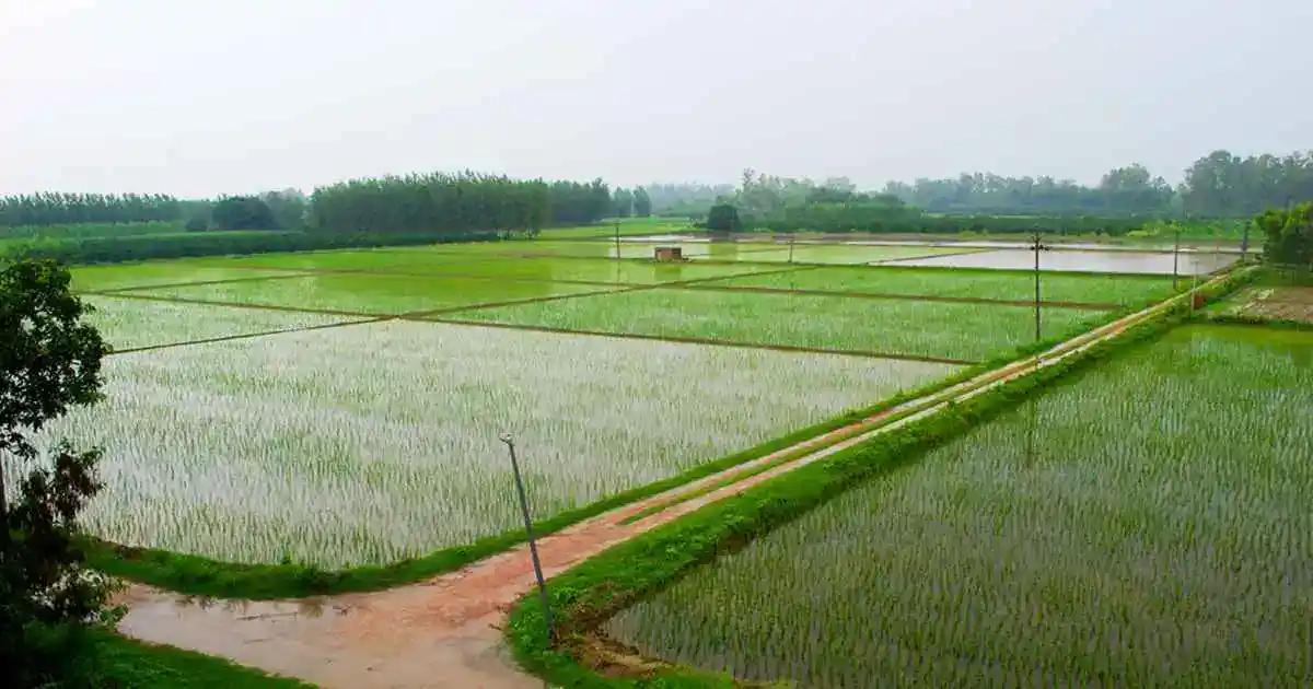
		                       How The Green Revolution Transformed Indian Agriculture